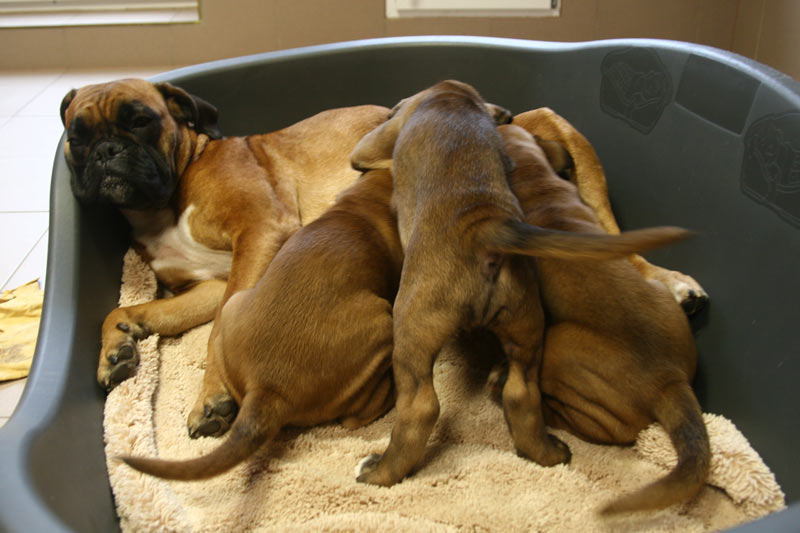 Cobra von Cujo mit dem B-Wurf vom Brmchen