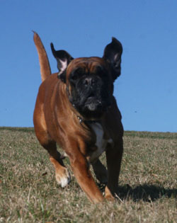 cobra 3-2012-1 kk cobra 3-2012-1 kk