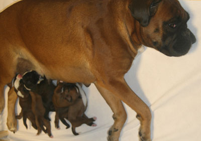 cobra_mit_e_s_3_tage_klein