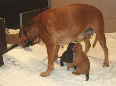 cobra_und_e_4._woche_2_klein