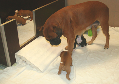 cobra_und_e_s_4._woche_1_klein