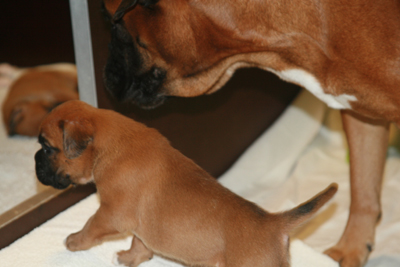 cobra_und_elsa_klein