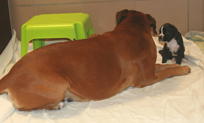 cobra_und_emmely_klein