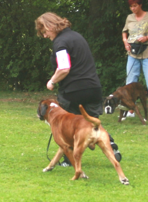 Darwin vom Hause Lievre