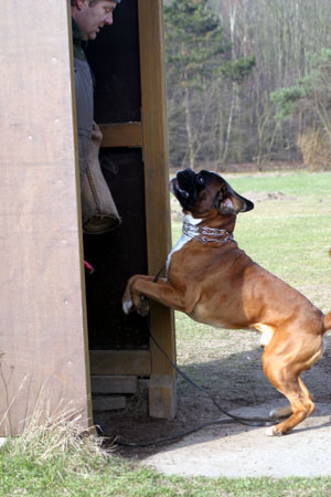 Darwin vom Hause Lievre