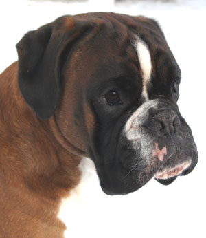 Darwin vom Hause Lievre