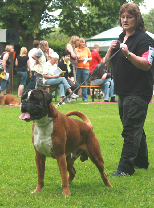 Darwin vom Hause Lievre