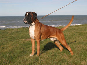 Darwin vom Hause Lievre