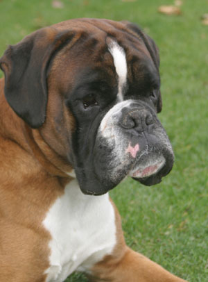 Darwin vom Hause Lievre