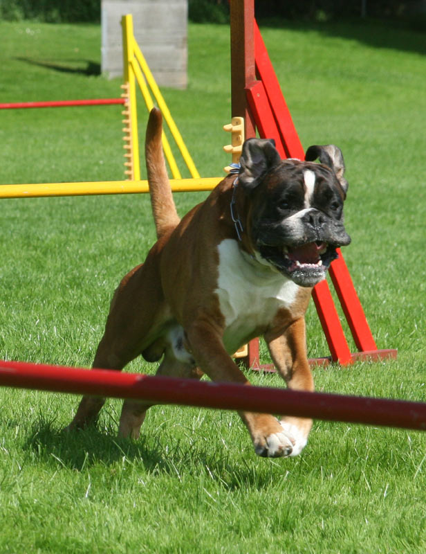 Darwin vom Hause Lievre