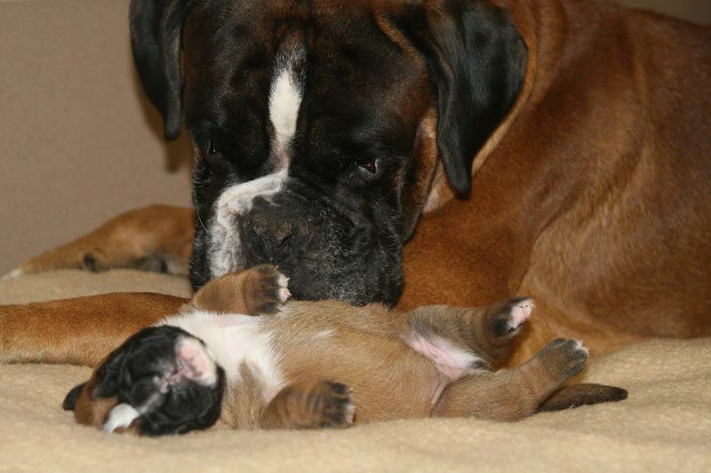 Darwin vom Hause Lievre