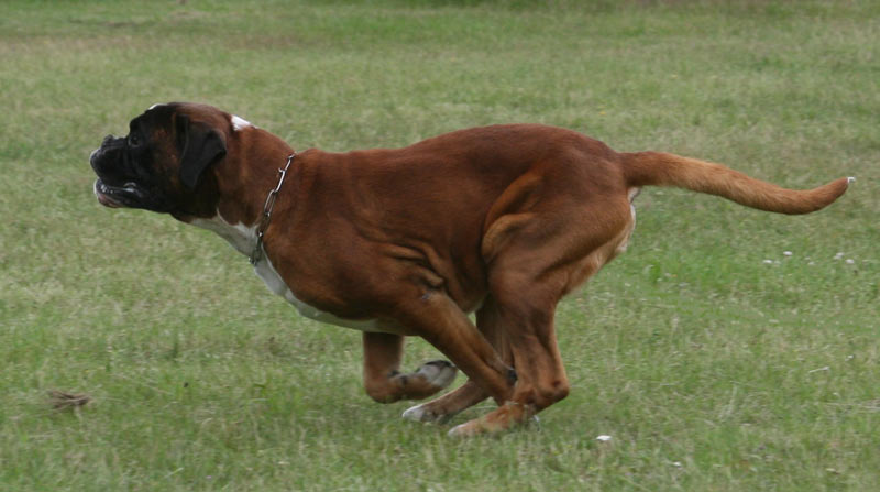 Darwin vom Hause Lievre