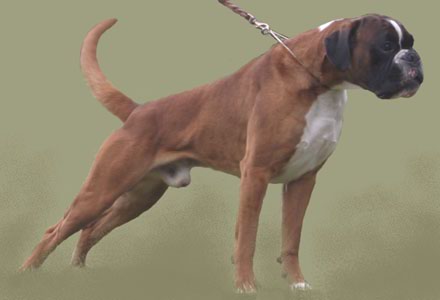 Darwin vom Hause Lievre