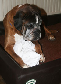 darwin am 12 geb kl kl darwin am 12 geb kl kl