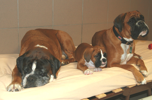 darwin donella eileen 2 klein