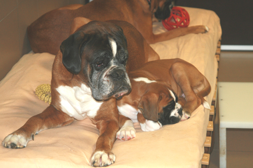 darwin ennox 1 klein