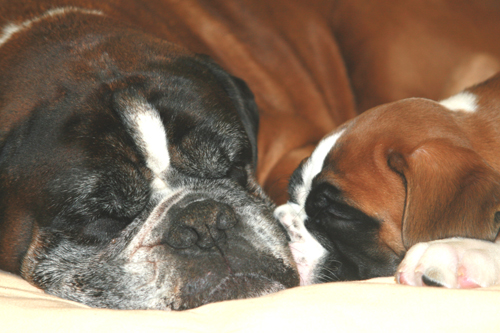 darwin ennox 2 klein