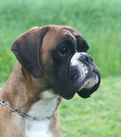 dasper april 2011-3 kk dasper april 2011-3 kk