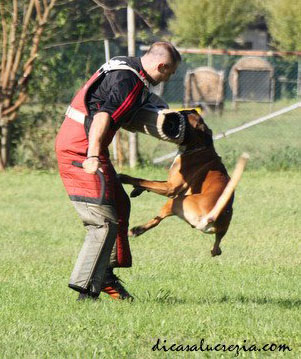 dasper selezione 1 klein dasper selezione 1 klein