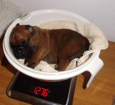 der kleine rde in der schssel kl