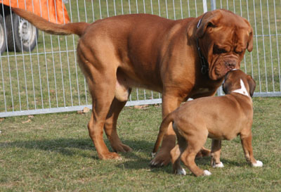 derrick columbo 2 klein