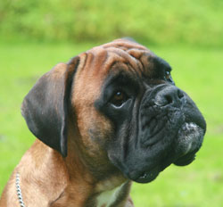 dominik-damilo-kopf-3 kk dominik-damilo-kopf-3 kk