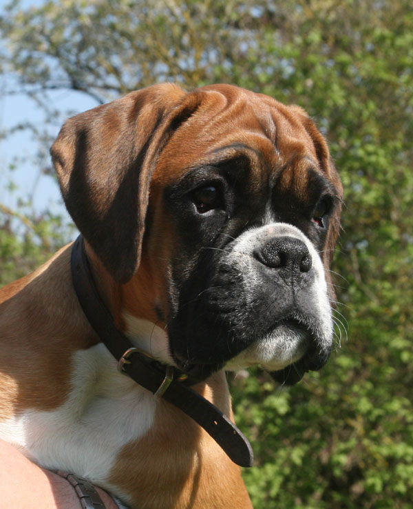 donella 15 wochen kopf klein