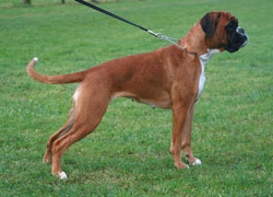 donella stand 01 kk donella stand 01 kk