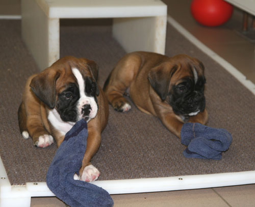 dunja derrick socken 5w kl