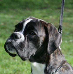 edda kopf 04 kk edda kopf 04 kk