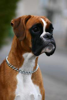 ella-extasy kopf klein ella-extasy kopf klein