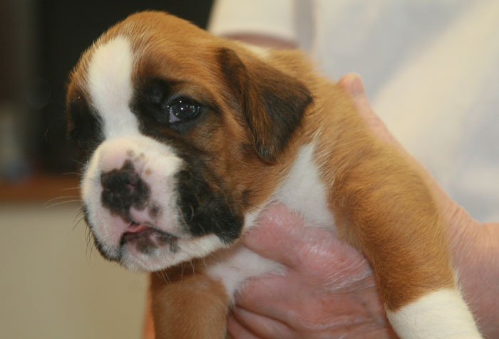 falco 22 tage 1 klein