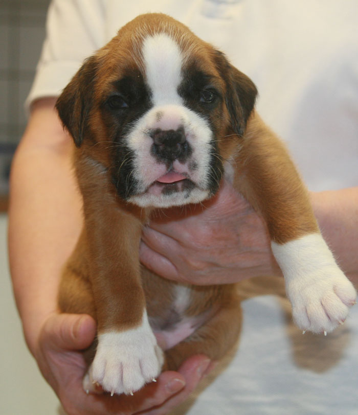 falco 22 tage 2 klein