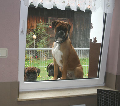 fenstergaste_3_klein