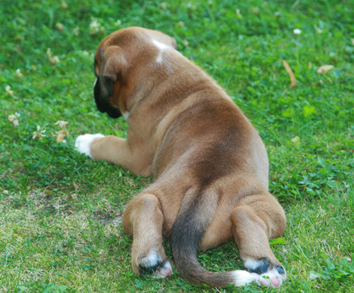 greta 4 wochen 030 kl