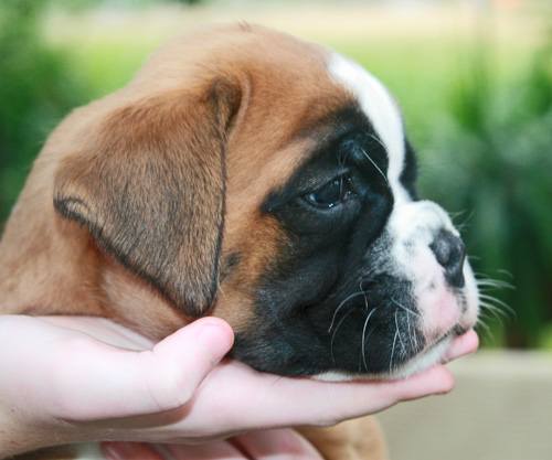 greta 5 wochen 055 kl