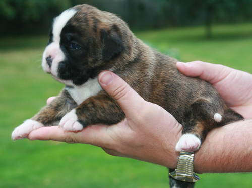 henrirtte 12 tage 100 kl