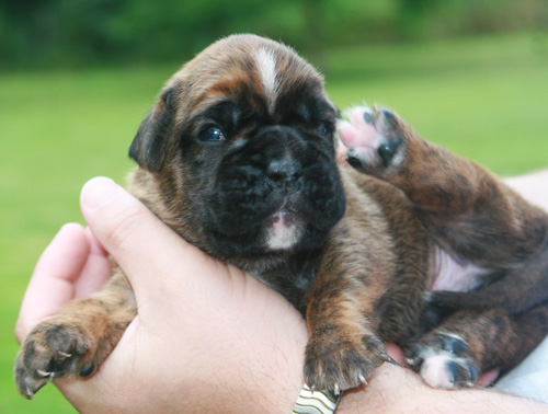 hermann 12 tage 084 kl