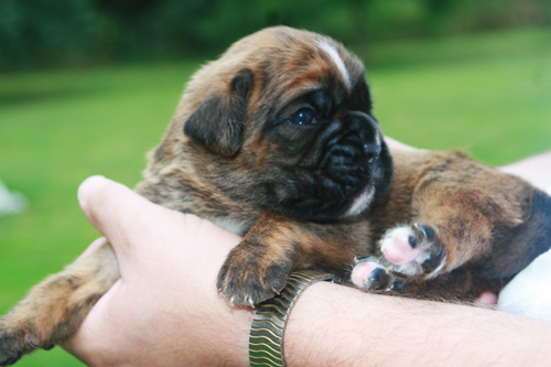 hermann 12 tage 087 kl