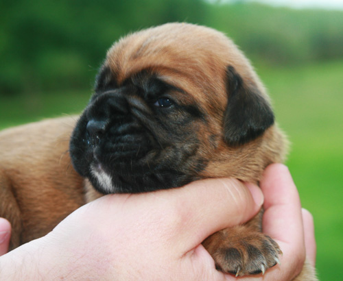 hermine 12 tage 137 kl