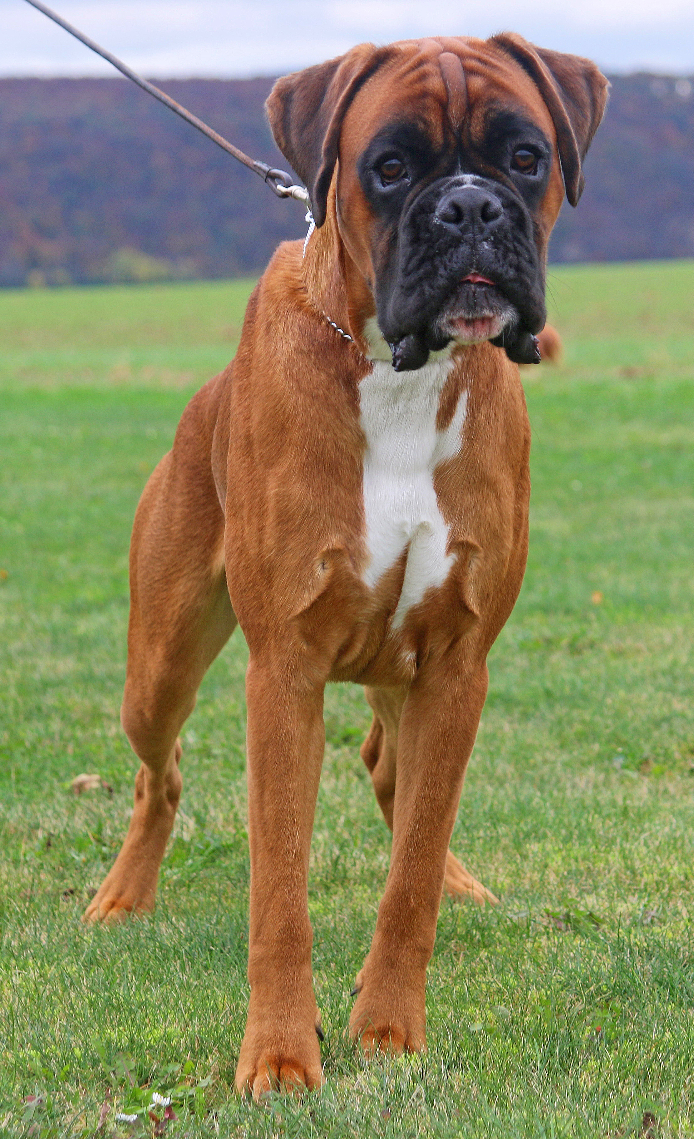 hp Naruto vom Brmchen      Flugplatz