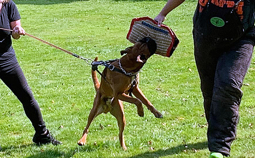 hp x Naruto Steinheim 2 bea