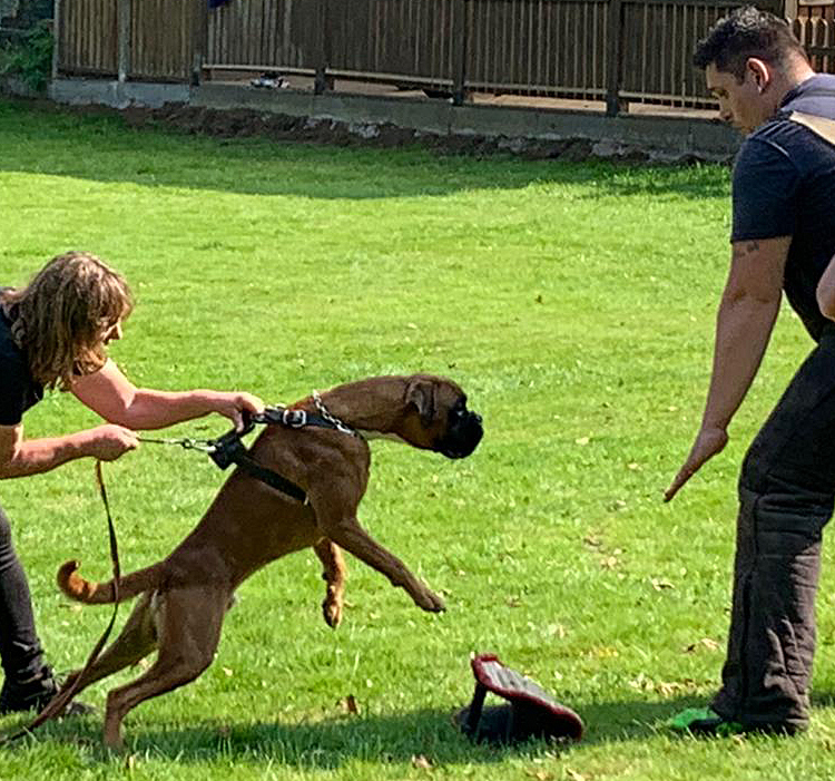 hp x Naruto Steinheim 3 bea