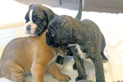 k x major monalisa IMG_7786