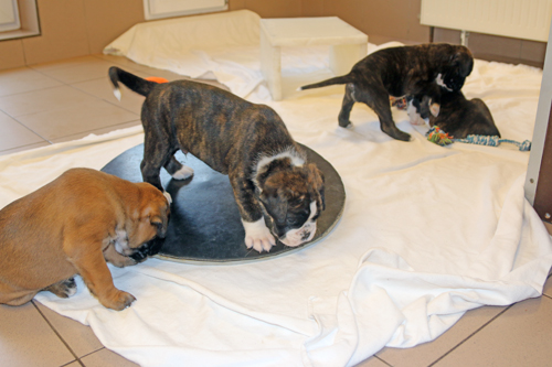 k x major wackelbrett IMG_7792