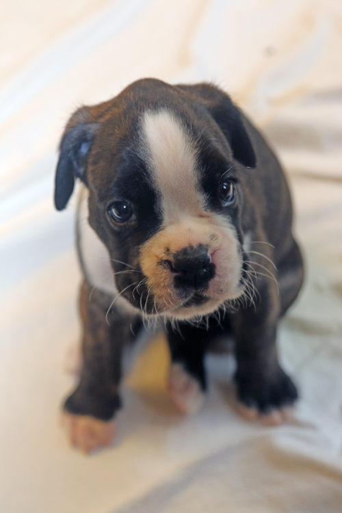 k x maraquja IMG_7744