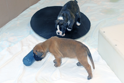 k x melissa maracuja IMG_7726