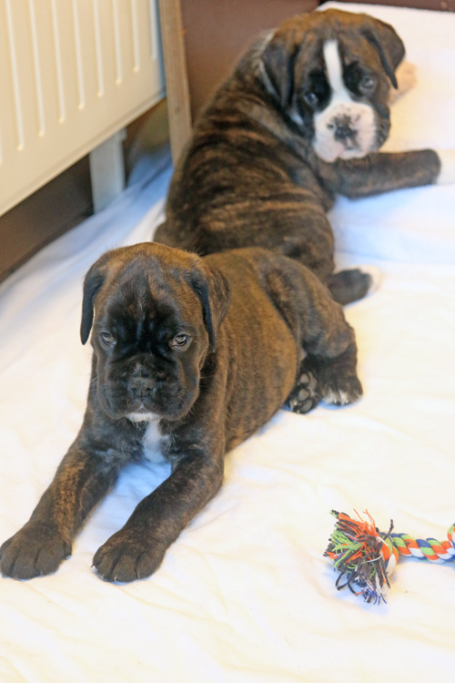 k x mona lisa IMG_7830