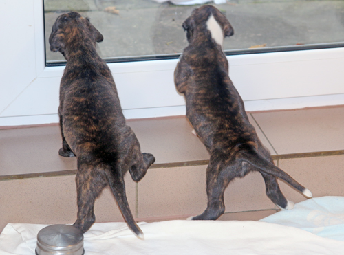 k x mona lisa maracuja IMG_7725