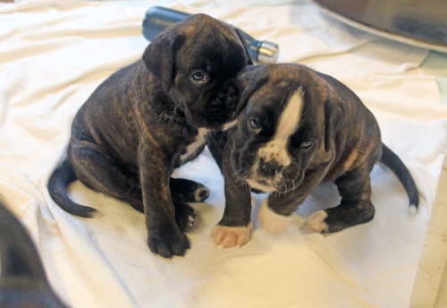 k x mona lisa moskito IMG_7735